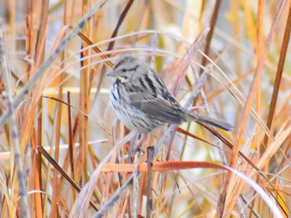 Song Sparrow - ML625624505