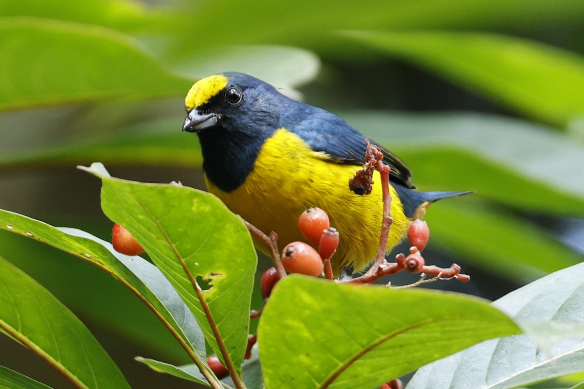 Fulvous-vented Euphonia - ML625624592