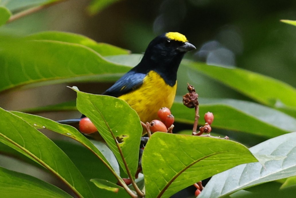 Fulvous-vented Euphonia - ML625624594