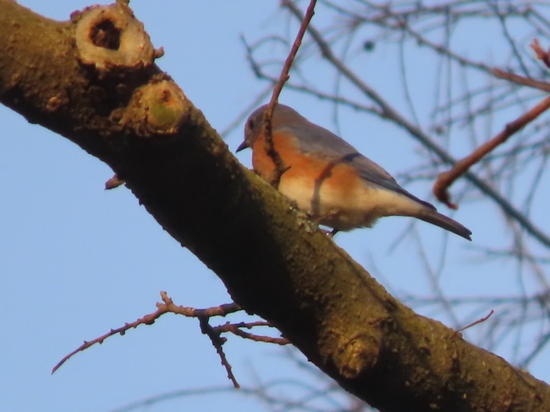 Eastern Bluebird - Tracy The Birder