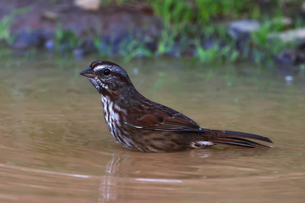 Song Sparrow - JOEL STEPHENS