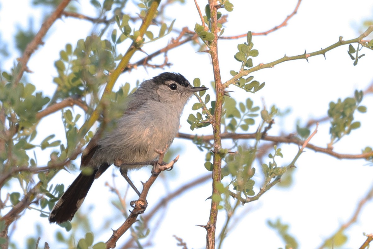 Black-tailed Gnatcatcher - ML625624851