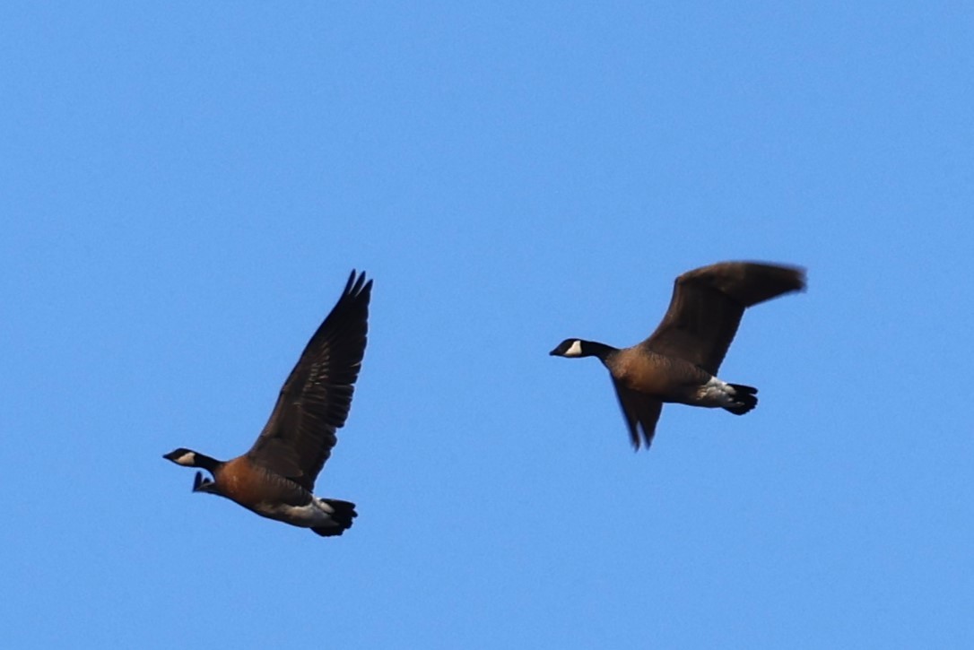 Cackling Goose - ML625624969