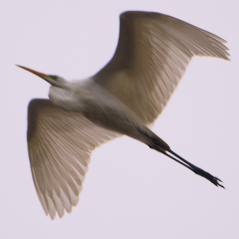 Great Egret - Jos Simons