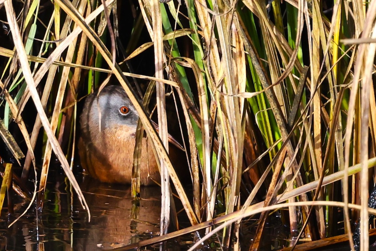 Virginia Rail - ML625625012