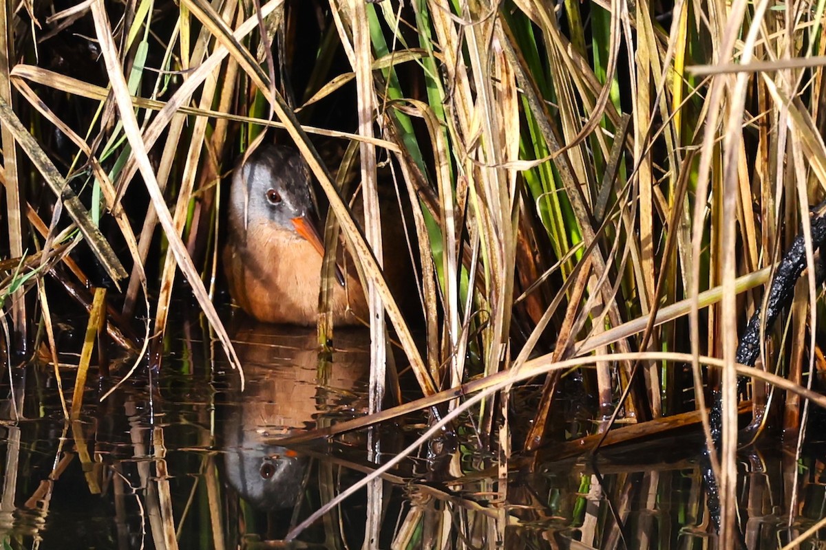 Virginia Rail - ML625625013