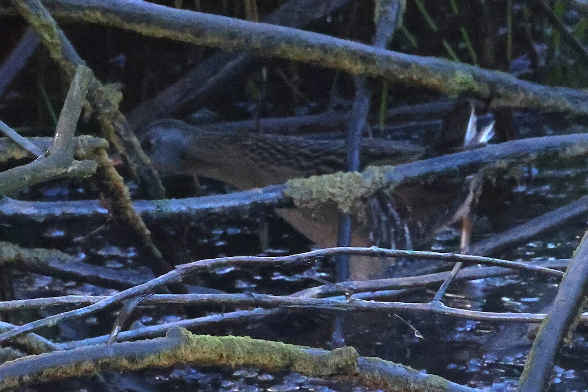 Virginia Rail - ML625625014