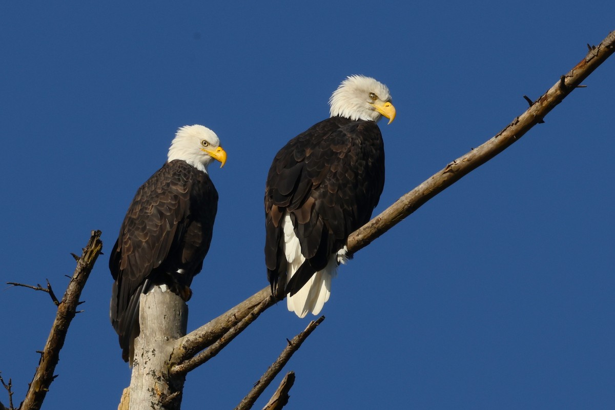 Bald Eagle - ML625625031