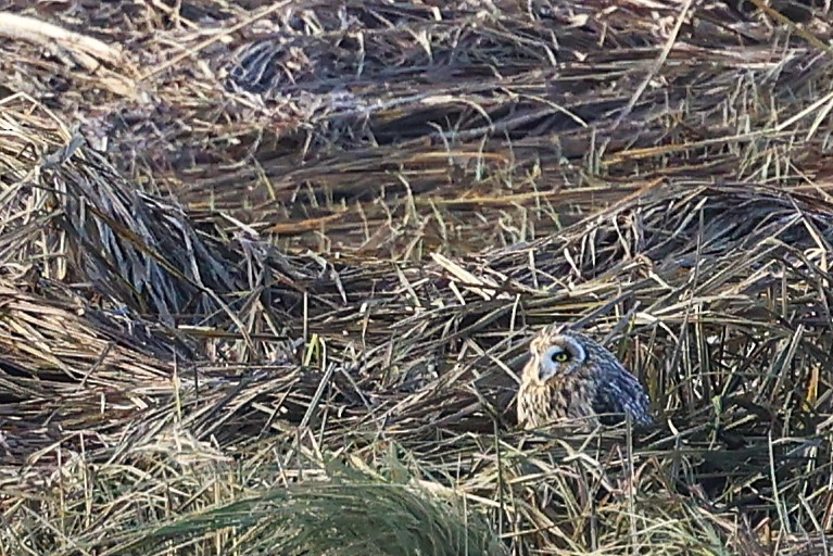 Short-eared Owl - ML625625065