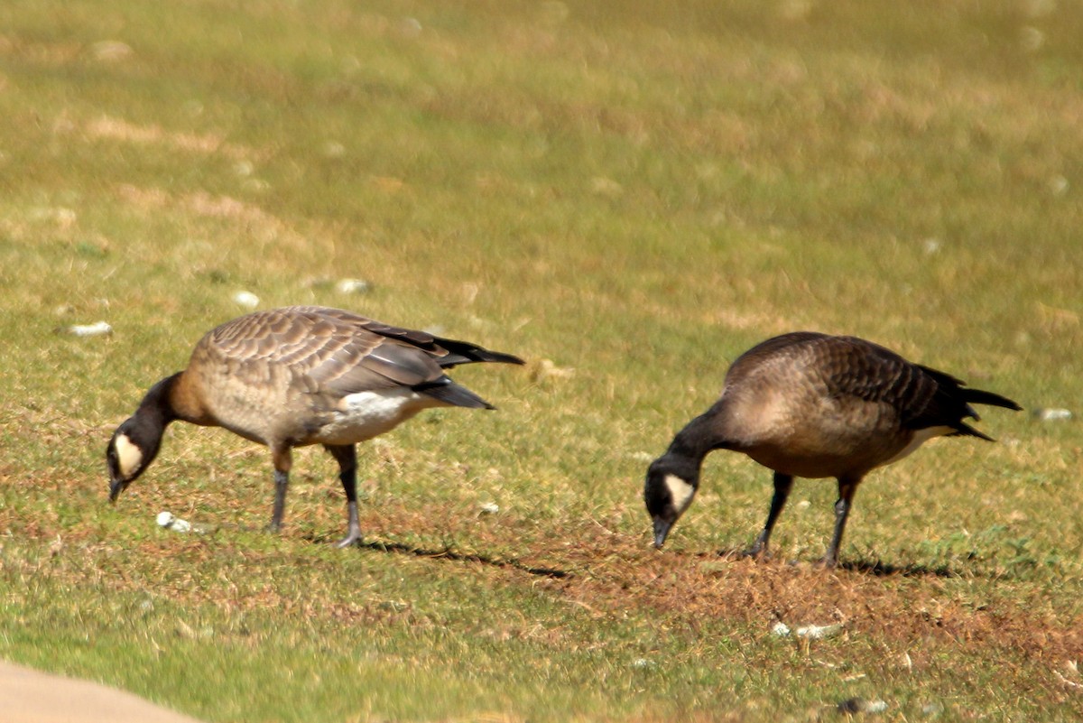 Cackling Goose (minima) - ML625625072