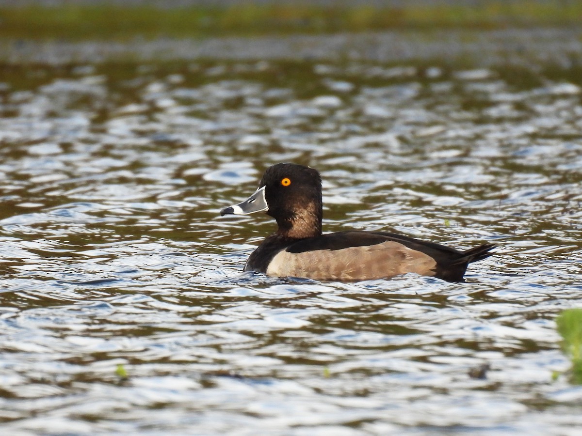 Ring-necked Duck - ML625625074