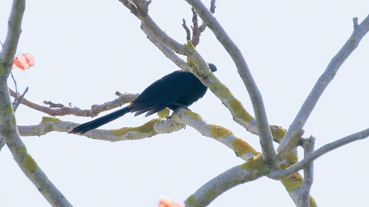 Groove-billed Ani - ML625625089