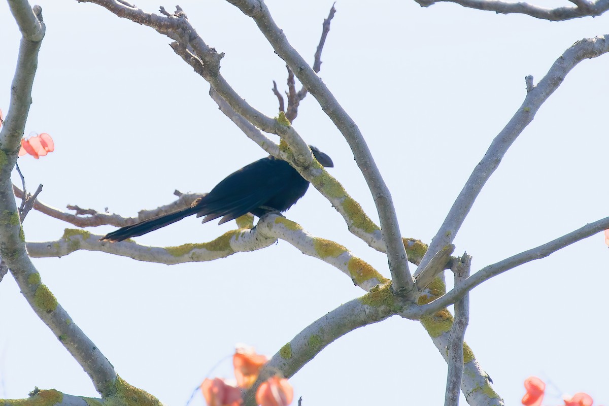 Groove-billed Ani - ML625625090