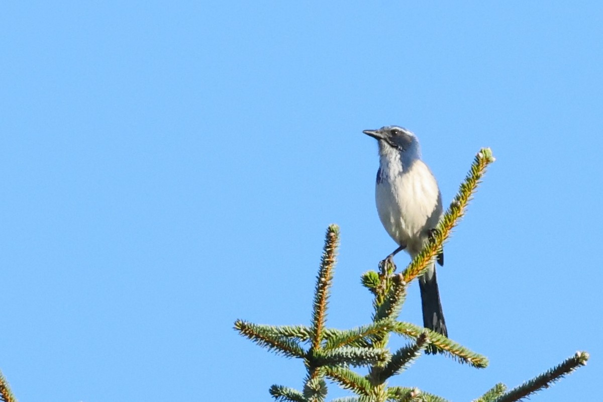 California Scrub-Jay - ML625625091