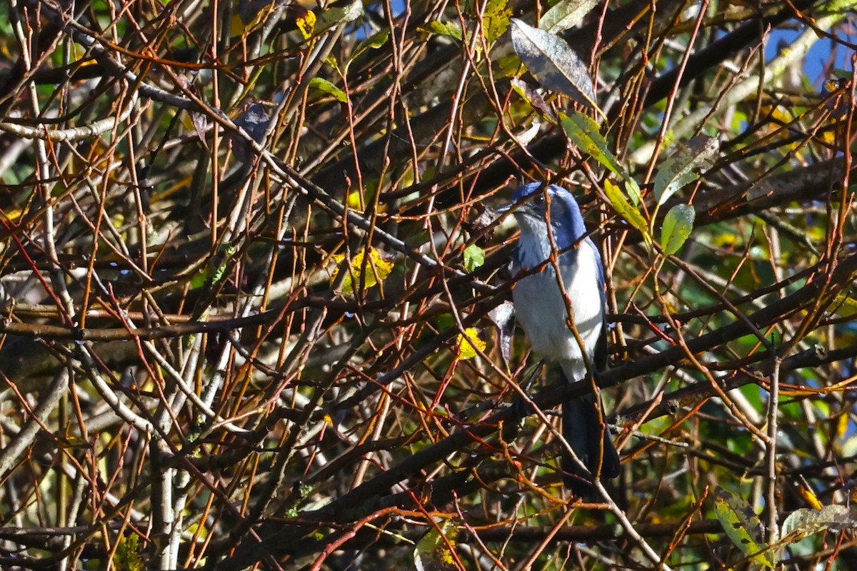 California Scrub-Jay - ML625625092