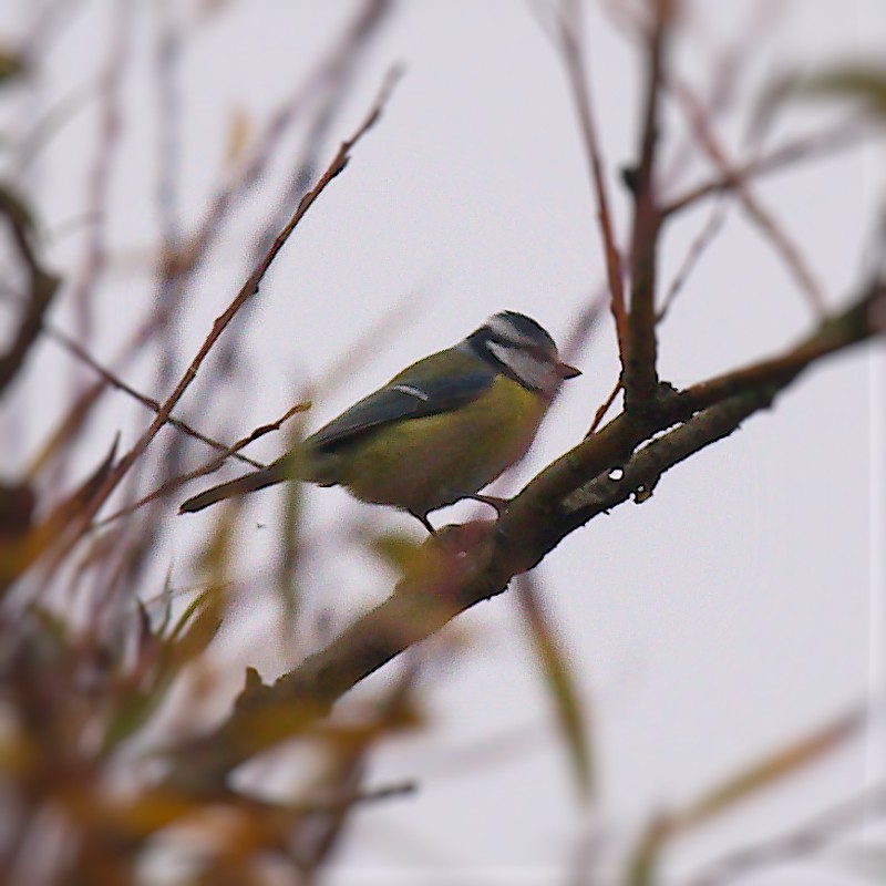 Eurasian Blue Tit - Jos Simons