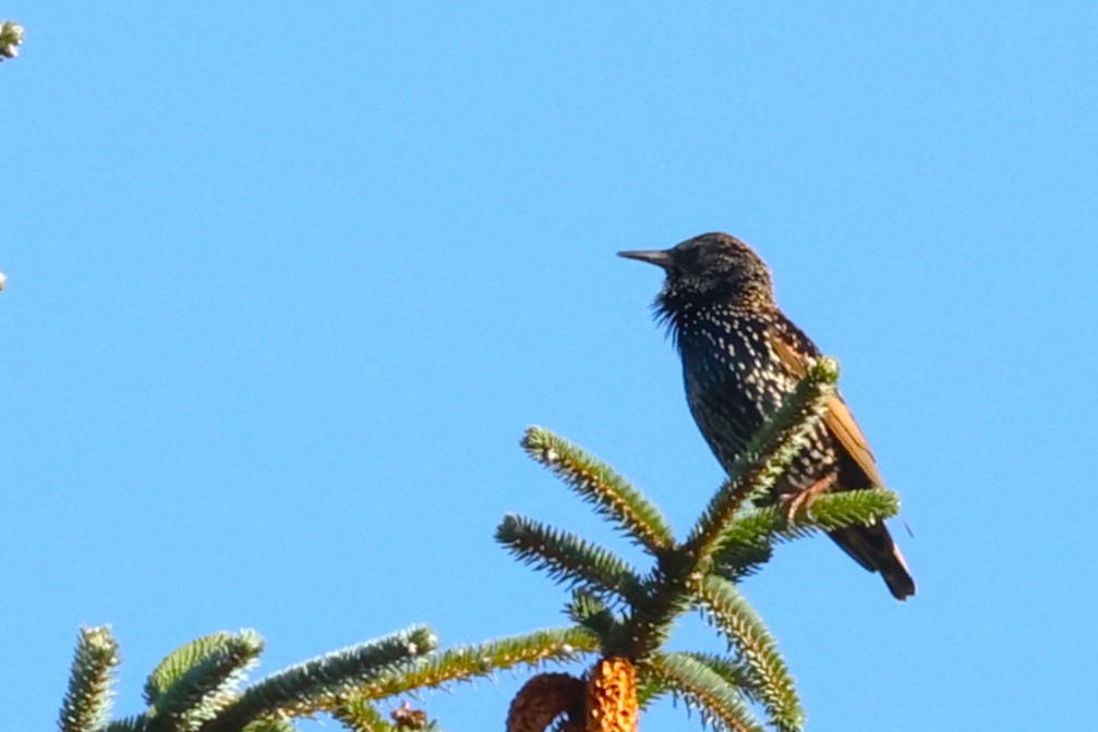 European Starling - ML625625106