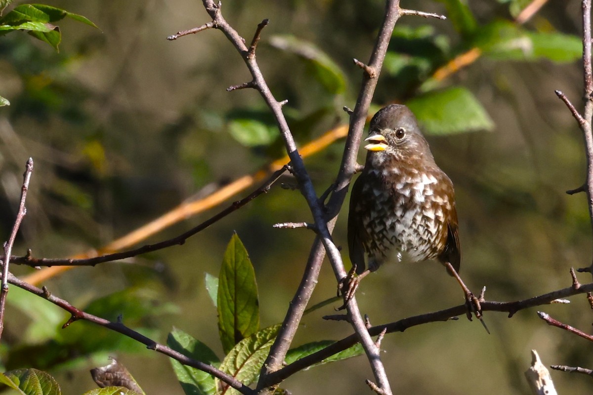 Fox Sparrow - ML625625121