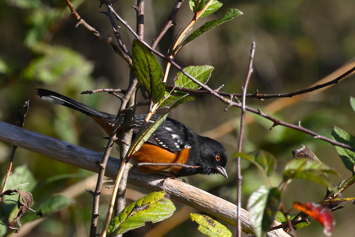 Spotted Towhee - ML625625132