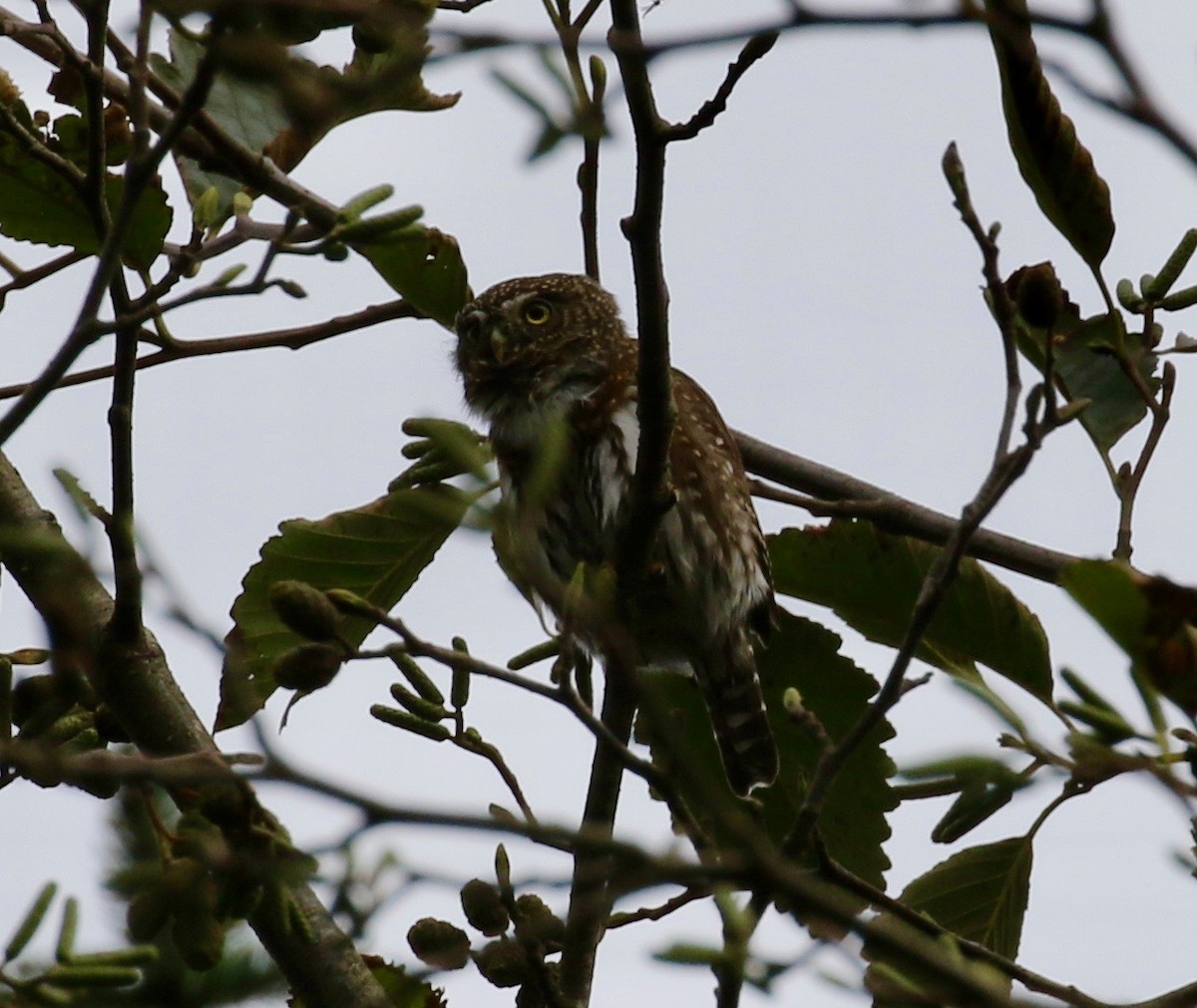 Northern Pygmy-Owl (Pacific) - ML625625161