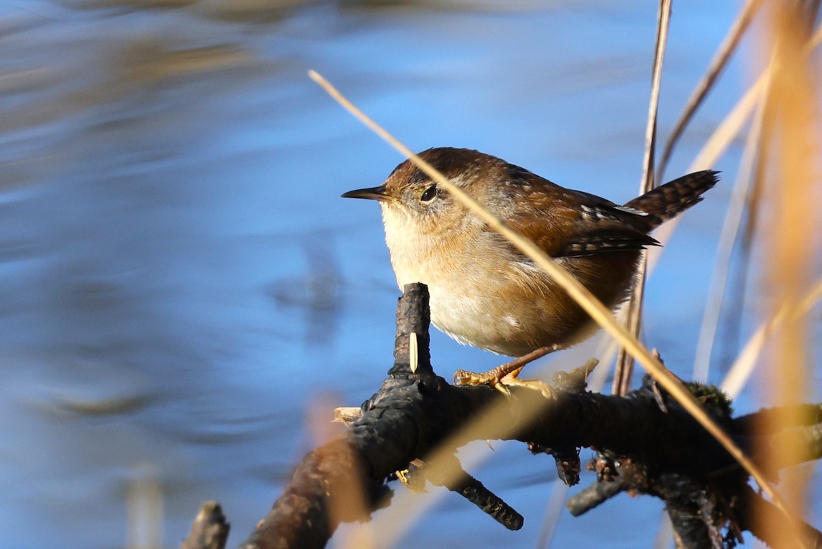 Marsh Wren - ML625625172