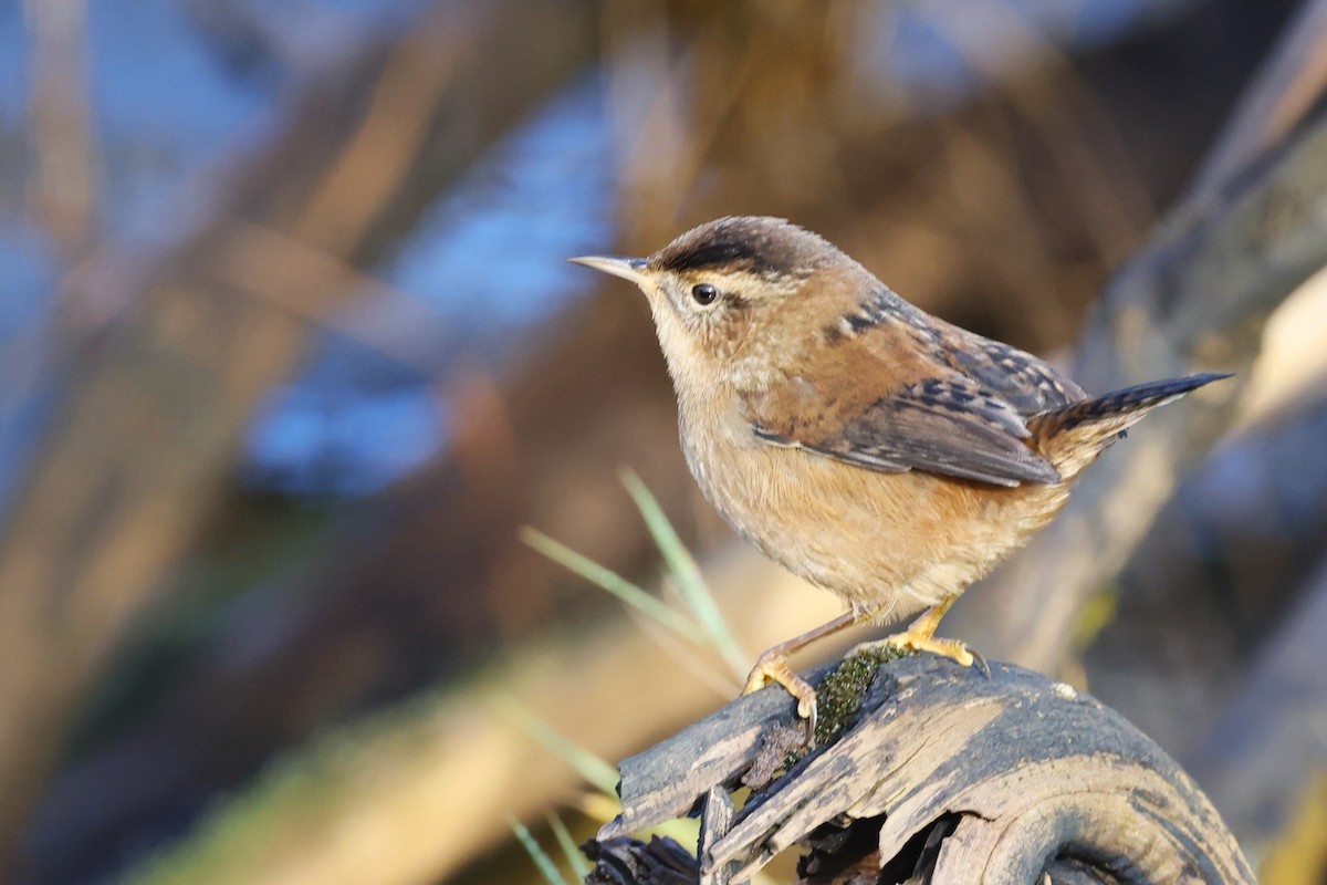 Marsh Wren - ML625625173