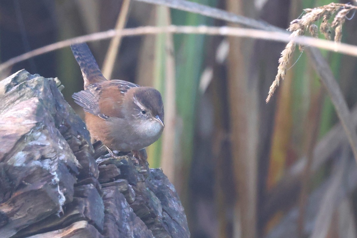 Marsh Wren - ML625625174