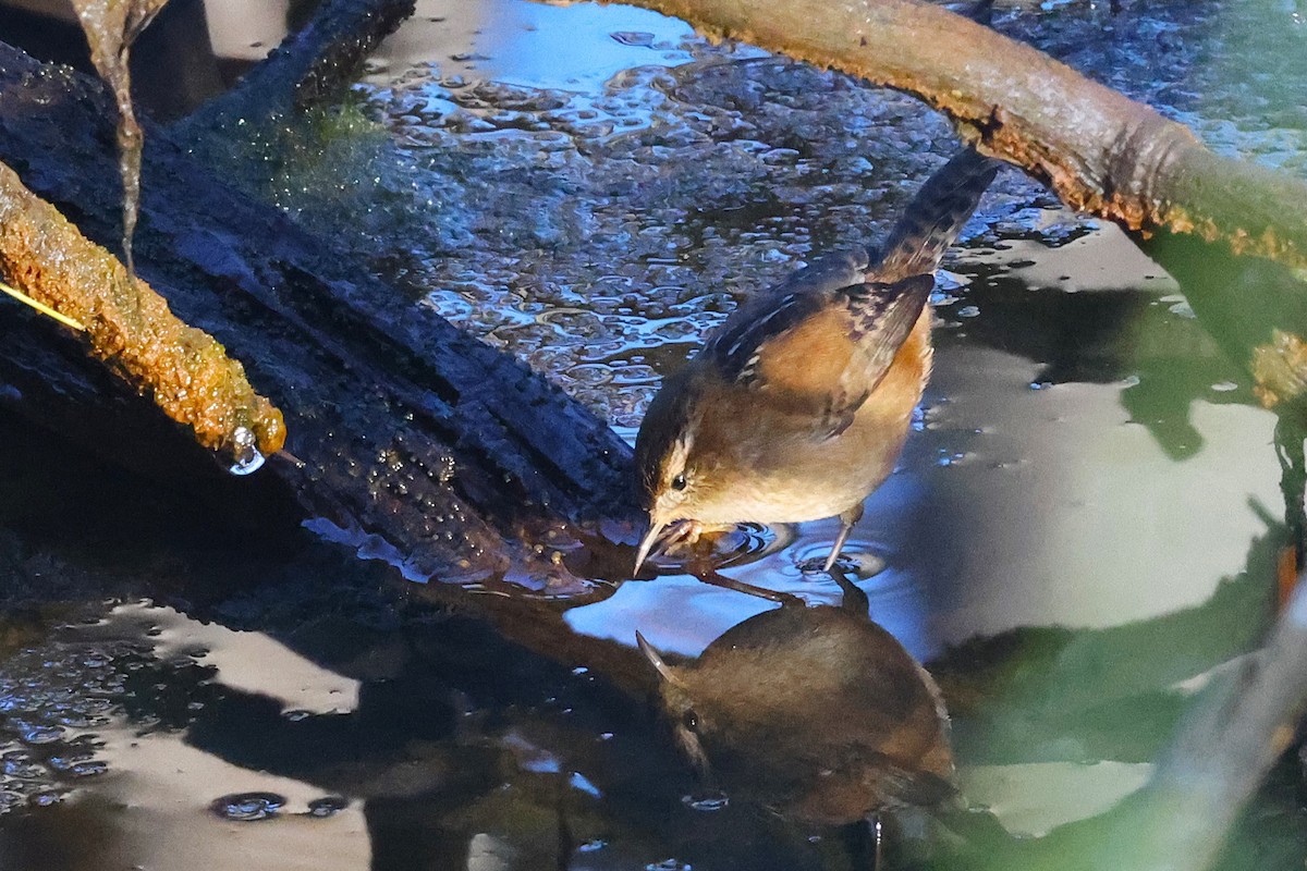 Marsh Wren - ML625625175
