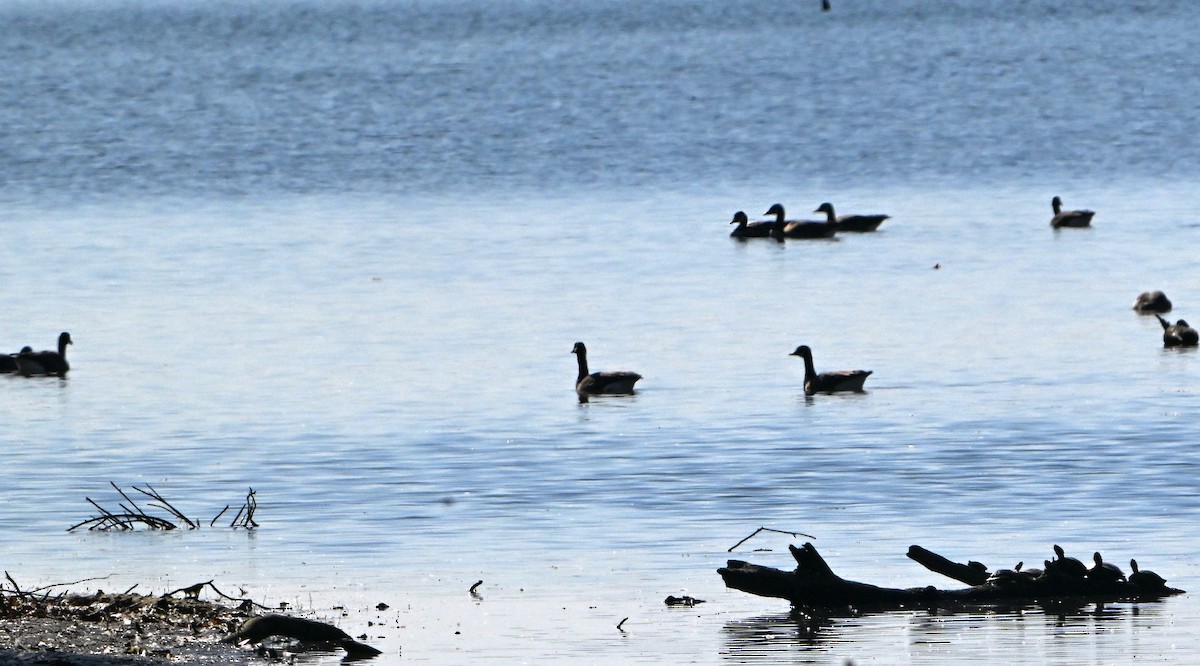 Canada Goose - ML625625182