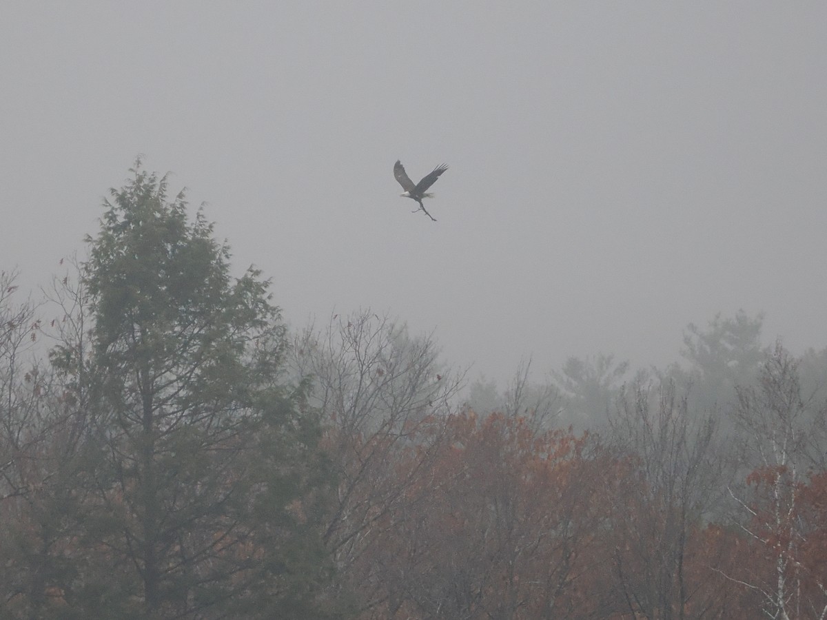 Bald Eagle - ML625625205