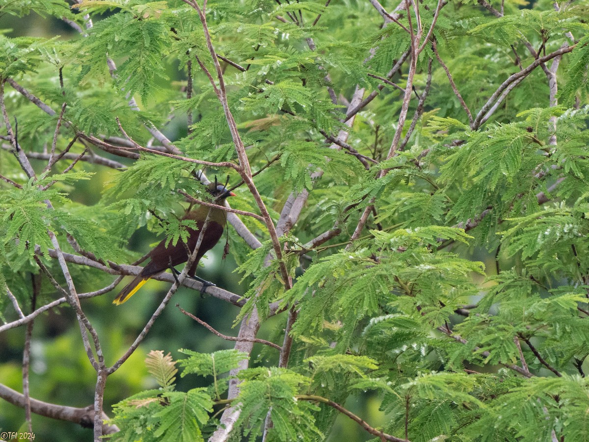 Olive Oropendola - ML625625209