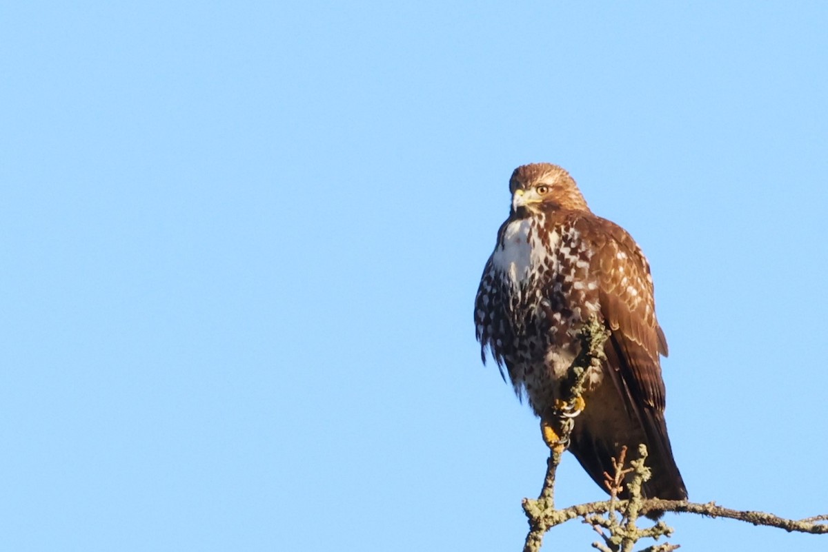 Red-tailed Hawk - ML625625213