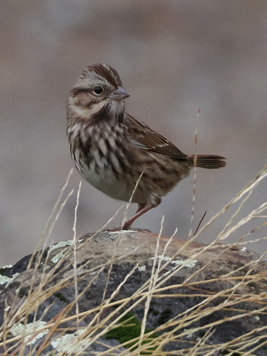 Song Sparrow - ML625625222
