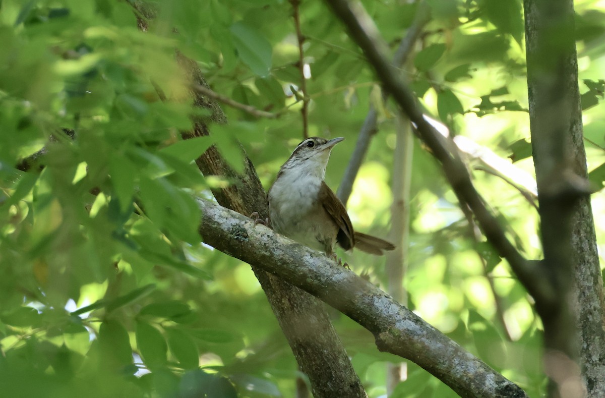 Antioquia Wren - ML625625275