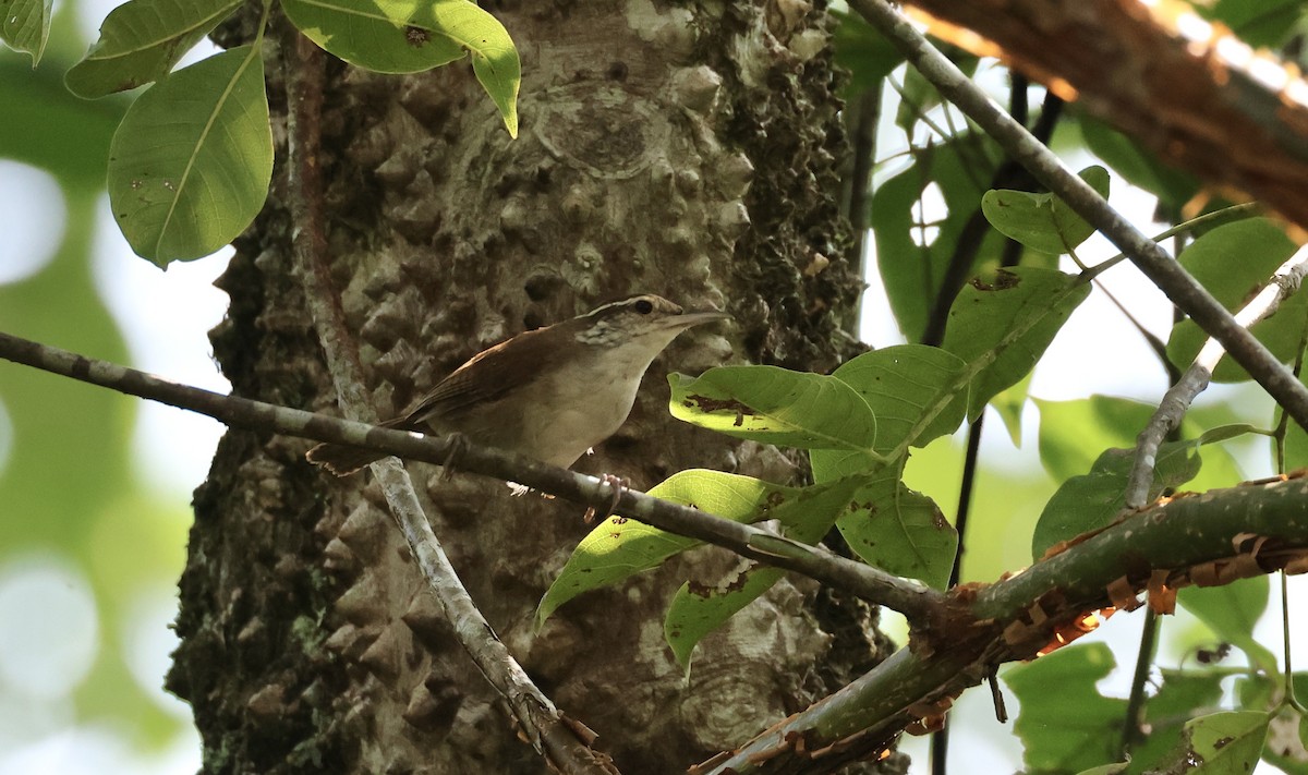 Antioquia Wren - ML625625290