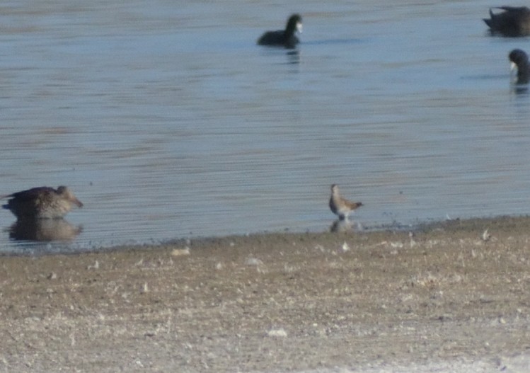 Pectoral Sandpiper - Robert Tonge