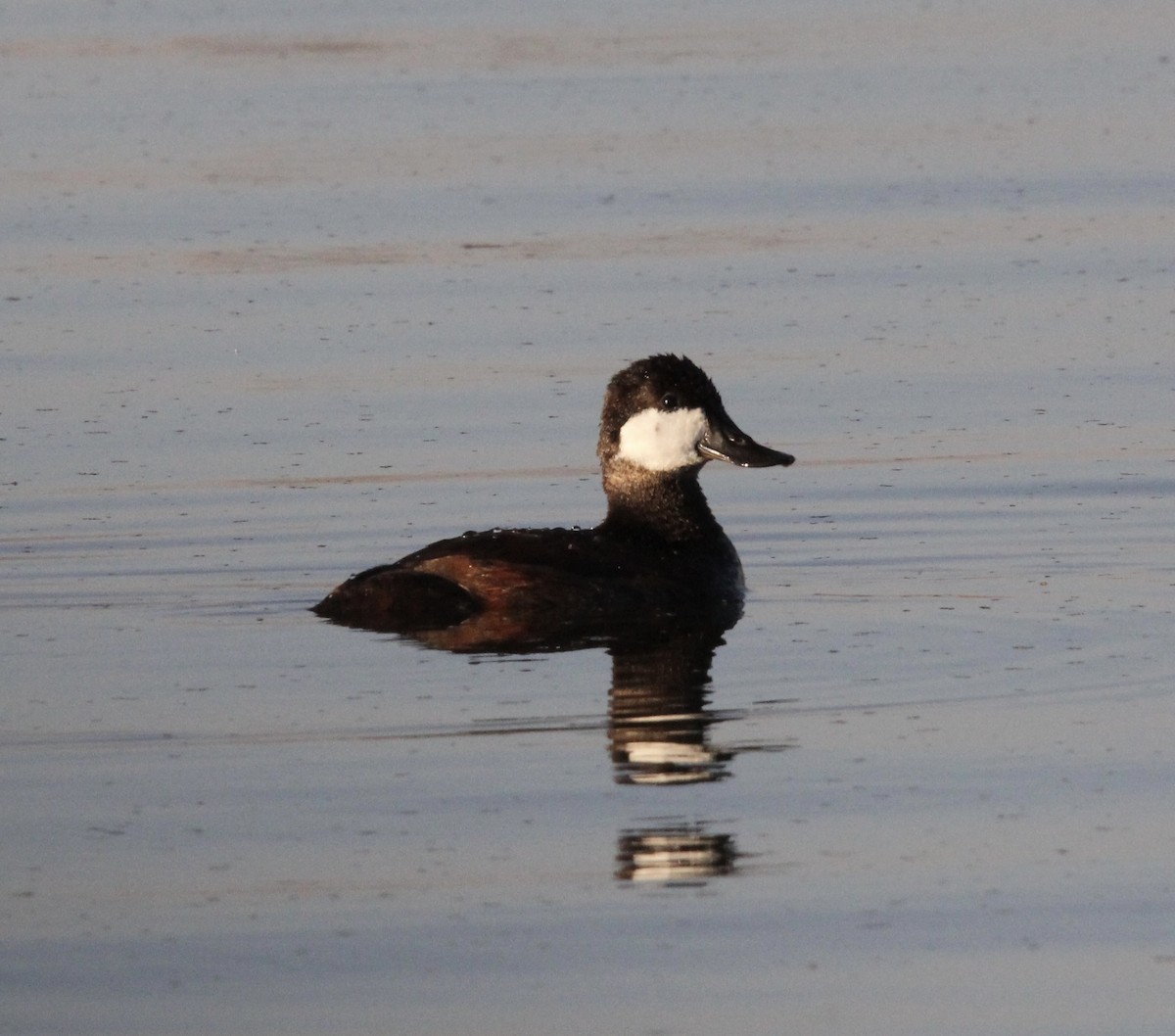Ruddy Duck - ML625625349