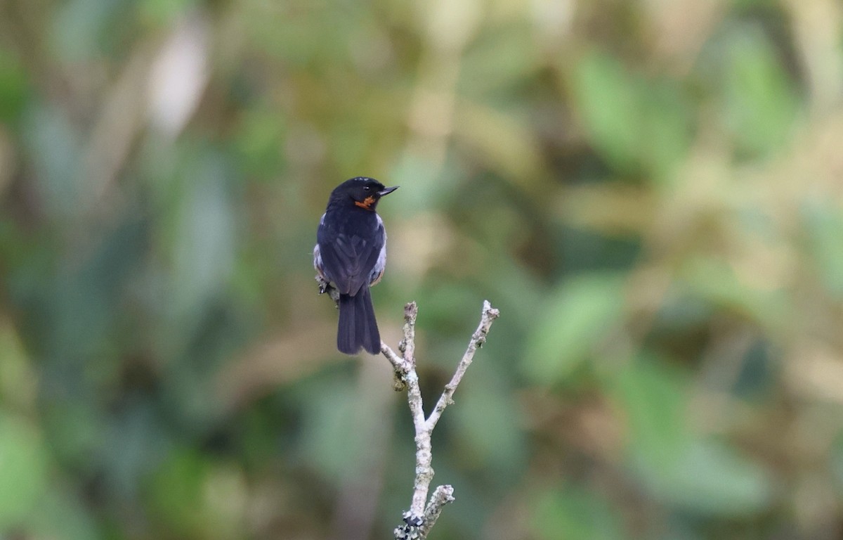 Black-throated Flowerpiercer - ML625625369