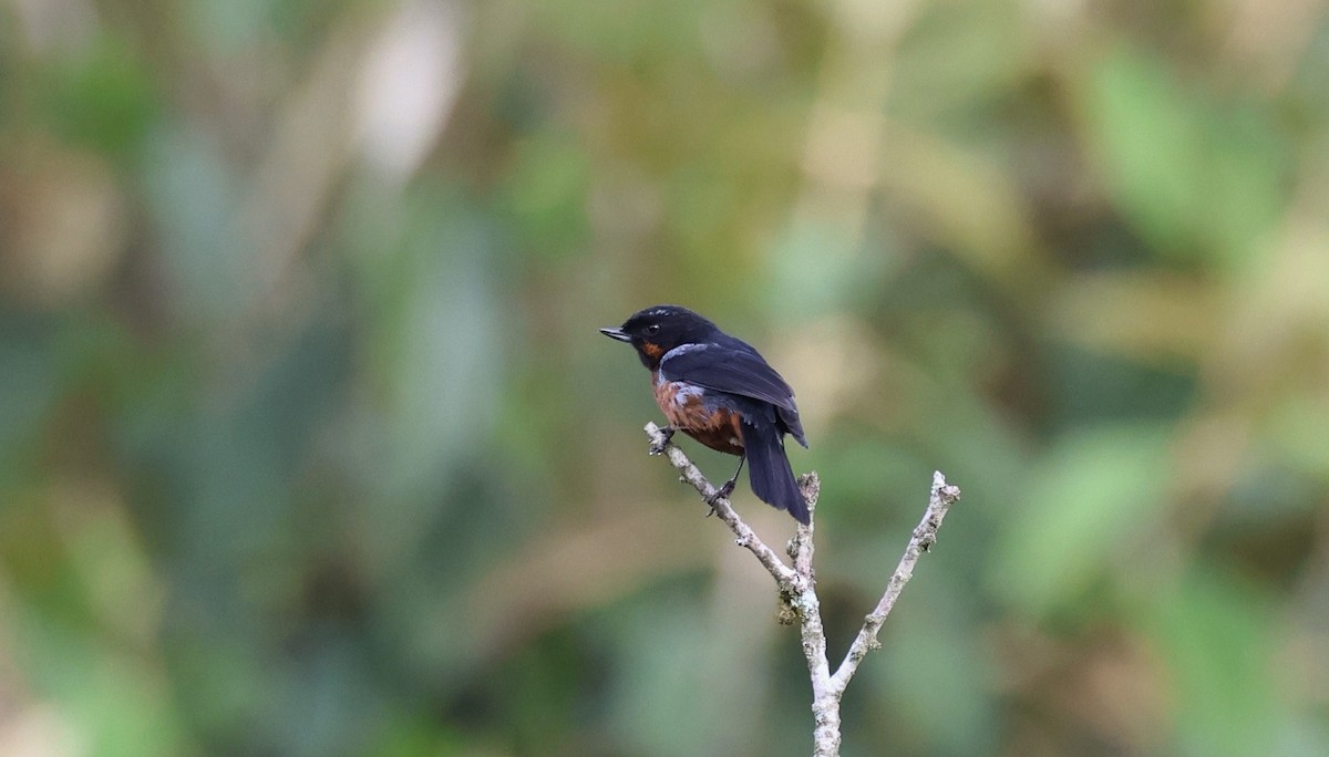 Black-throated Flowerpiercer - ML625625372