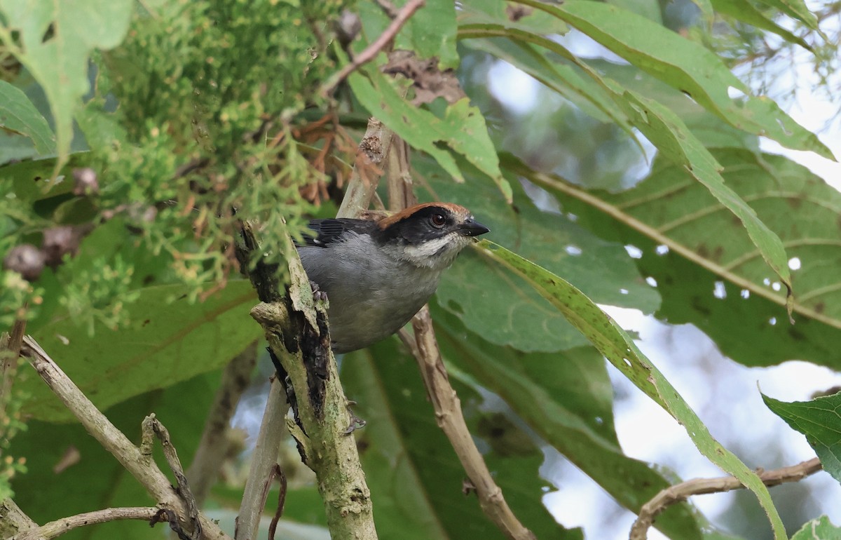 Antioquia Brushfinch - ML625625376