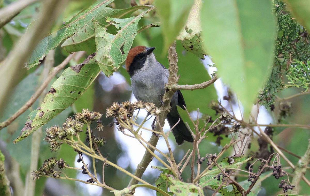 Antioquia Brushfinch - ML625625377