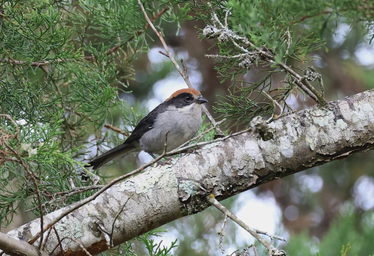 Antioquia Brushfinch - ML625625386