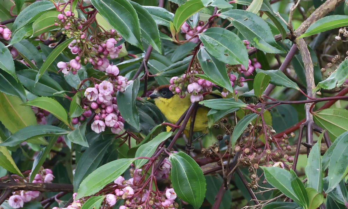 Yellow-breasted Brushfinch - Jamie Adams