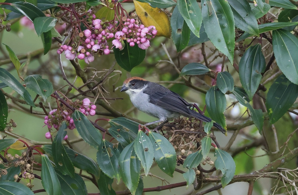 Antioquia Brushfinch - ML625625403