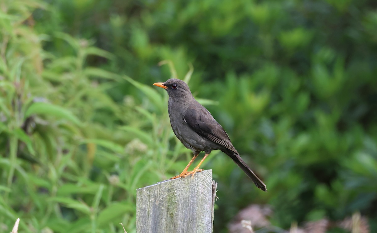 Great Thrush - ML625625405