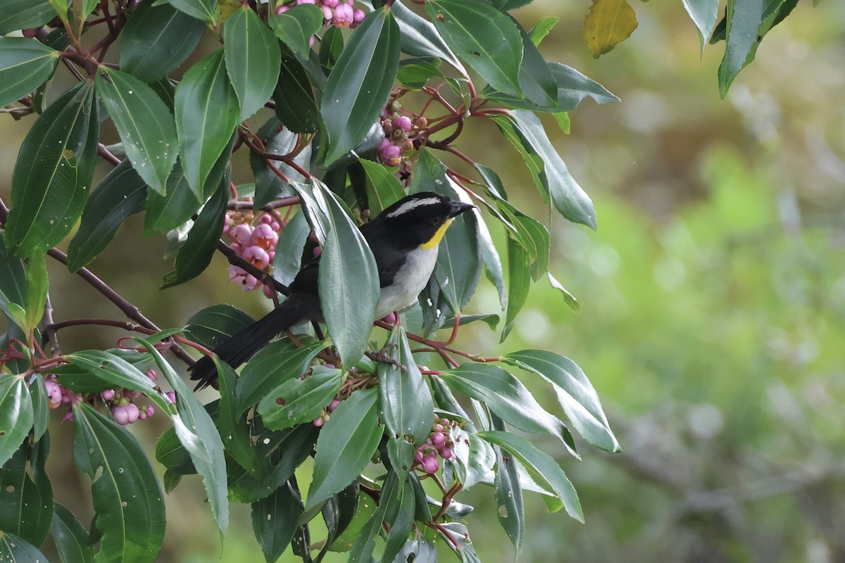 White-naped Brushfinch - ML625625419