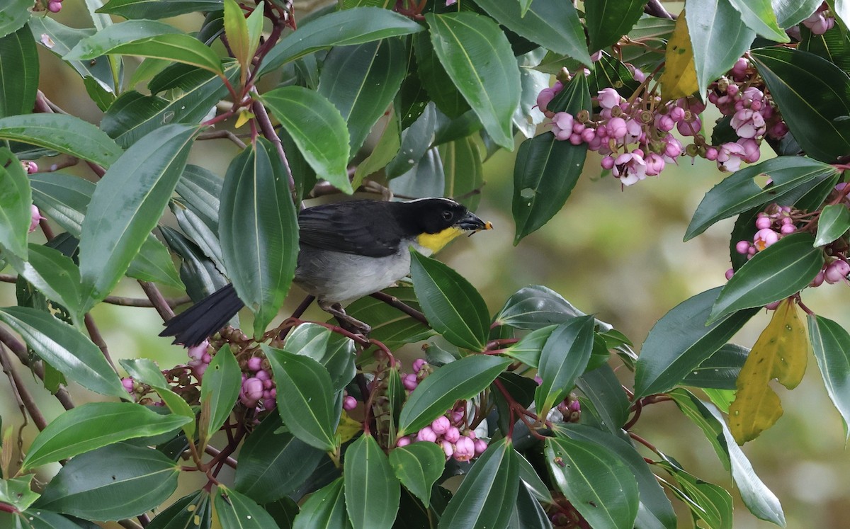 White-naped Brushfinch - ML625625424