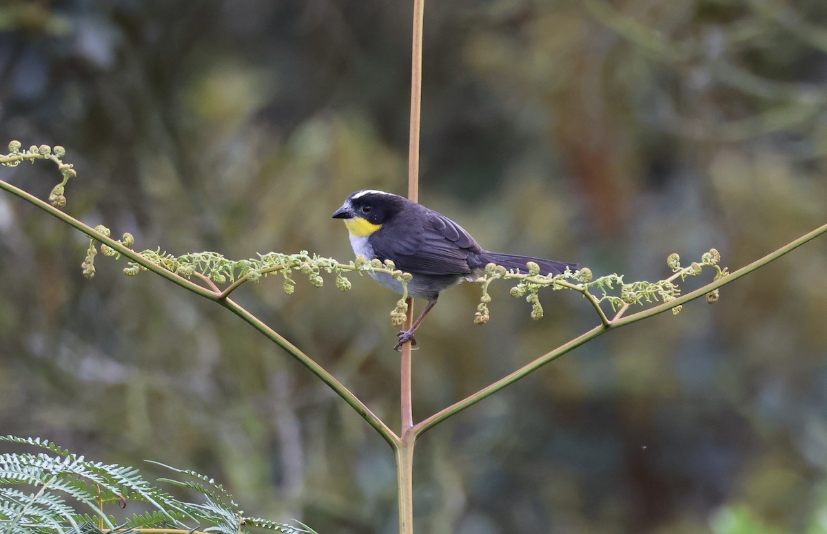 White-naped Brushfinch - ML625625438