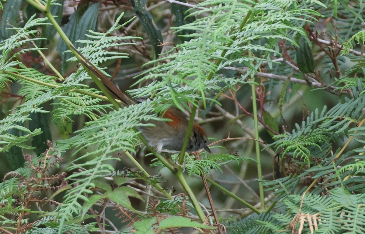 Azara's Spinetail - ML625625444