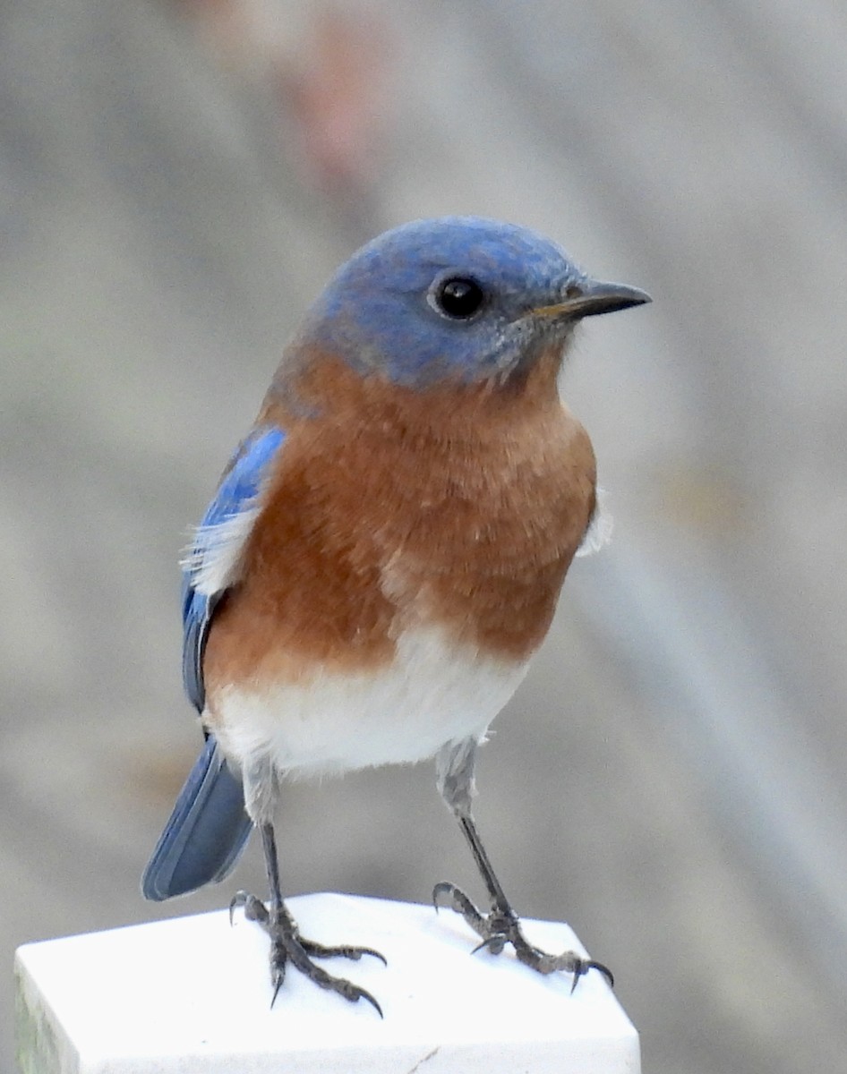 Eastern Bluebird - jeffery haight